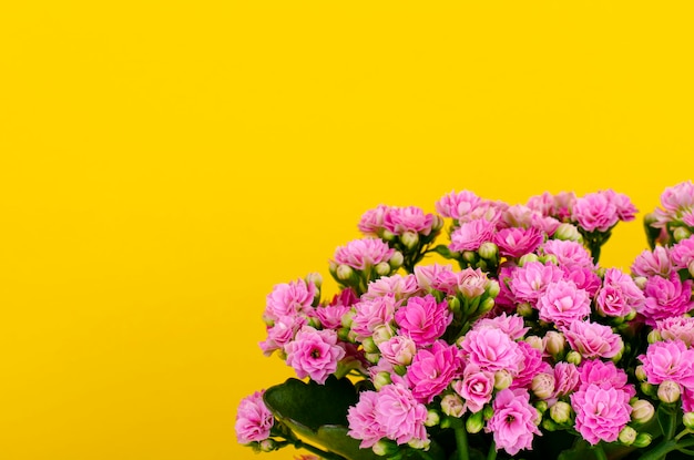 Bouquet of pink sedum in decorative basket. Studio Photo