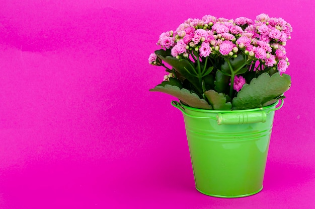 Bouquet of pink sedum in decorative basket. Studio Photo