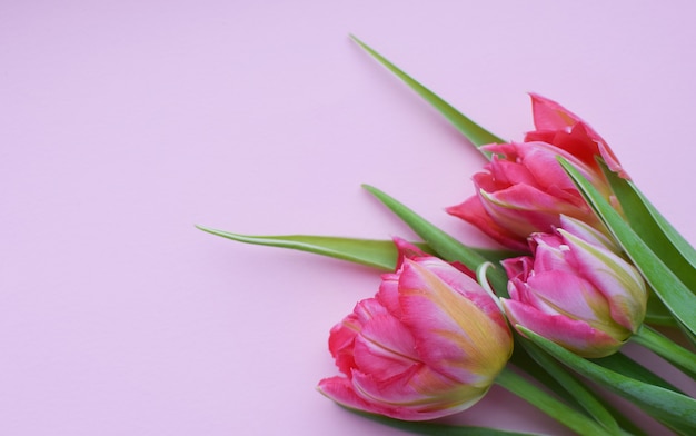 Bouquet of pink  spring tulips on a pink wall. Top view flat style.