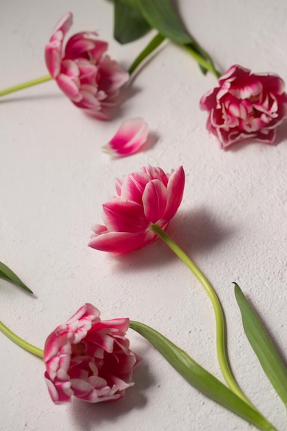 Bouquet of pink terry tulips on a light background