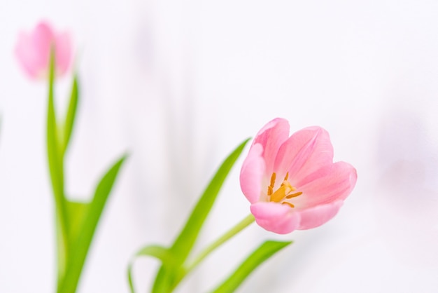 Bouquet of pink tulip flowers close up