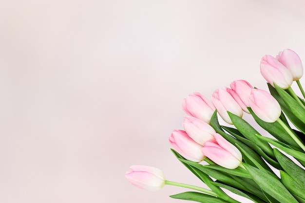 Bouquet of pink tulips on abstract pink. Top view, copy space. Holiday