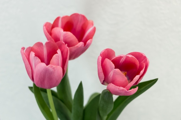 bouquet of pink tulips close up on white background