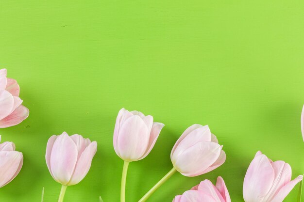 Bouquet of pink tulips on a green background.