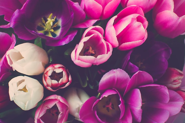bouquet of pink tulips hello spring concept
