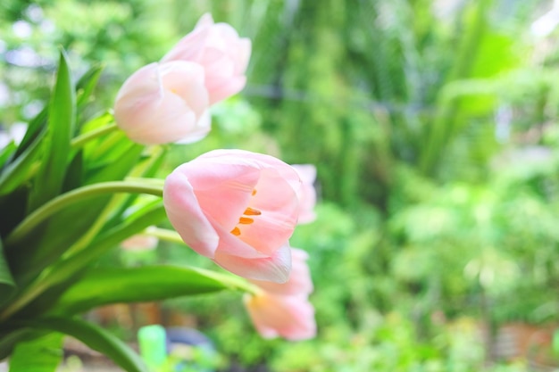 Bouquet of pink tulips on laptop happy mothers day