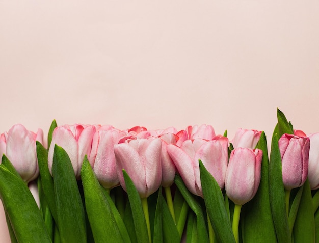 Bouquet of pink tulips on pink background. greeting card concept flatlay with copyspace. banner. pattern.