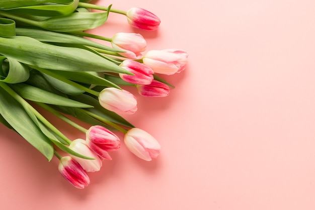 Bouquet of pink tulips on pink background with copy space.