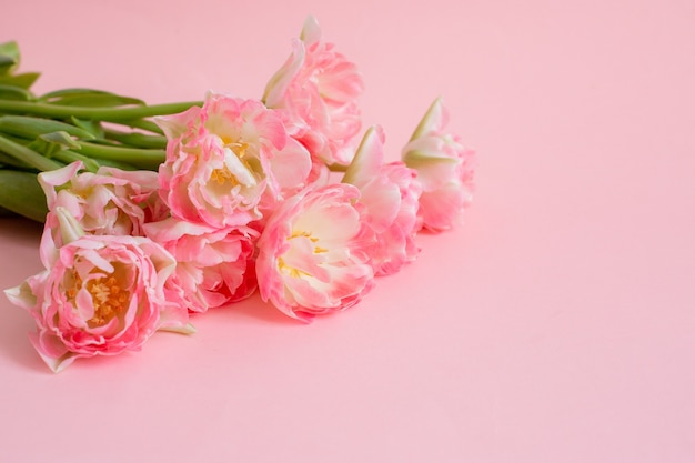 Bouquet of pink tulips on a pink background