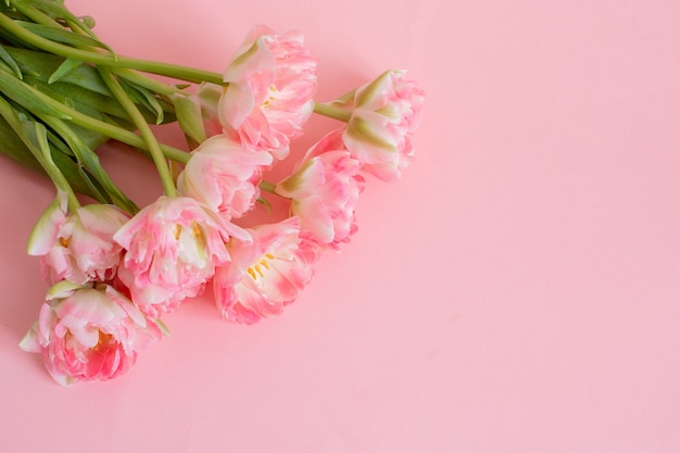 Bouquet of pink tulips on a pink background