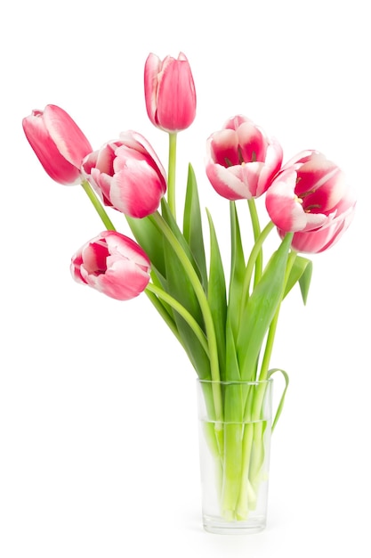 Bouquet of pink tulips in a vase isolated on white background