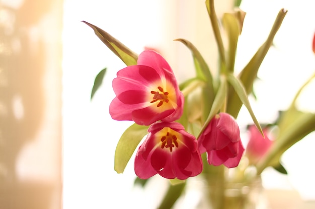 Bouquet of pink tulips in vase in sunshine