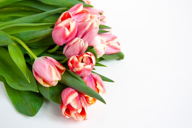 Photo bouquet of pink tulips with light border isolated on white background