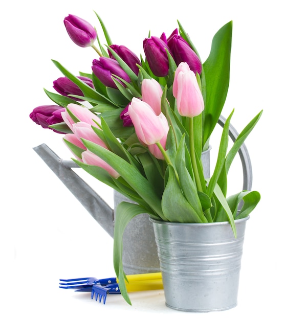 Bouquet di tulipani rosa e viola con attrezzi da giardinaggio isolati su bianco