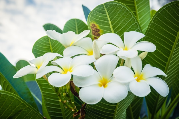 Букет из плюмерии (frangipani) цветов на деревьях