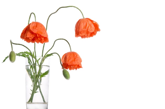 Bouquet of poppies in glass vase on white surface