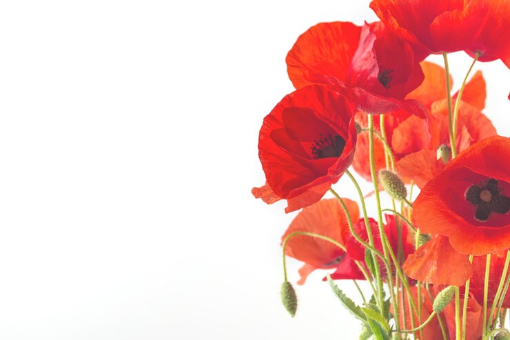 Bouquet of poppies on a white background