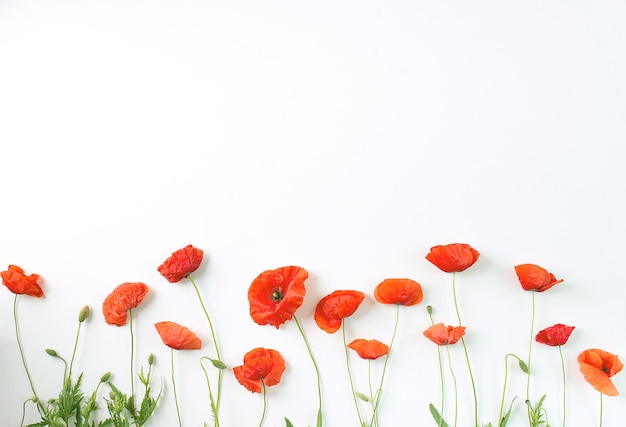 Bouquet of poppies on a white background