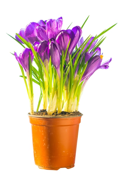 Bouquet of purple flowers isolated on white background. Crocus, irises in the ceramic pot