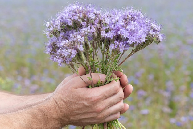 A bouquet of purple flowers in men\'s hands meadow flowers