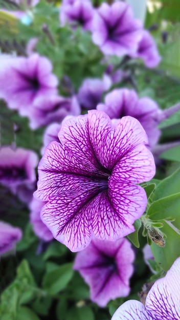 庭の自然な背景に紫色のペチュニアのクローズアップの花束。