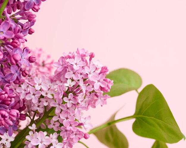 Bouquet of purple and pink lilac on a pink background, macro