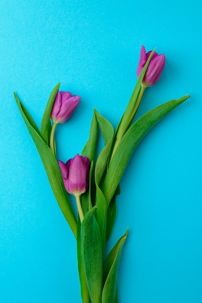 베이지색 배경에 보라색 튤립 꽃다발 휴일 여성의 날을 위한 선물 꽃의 개념
