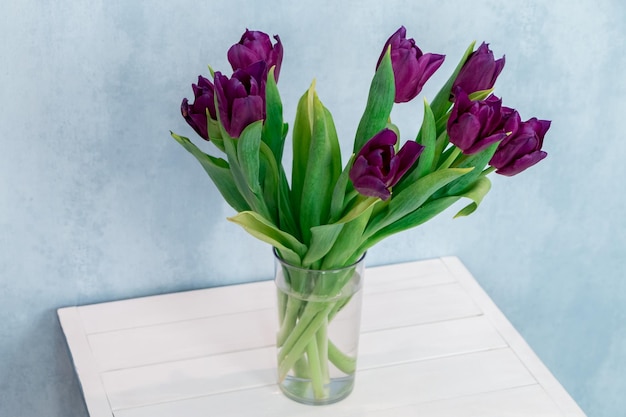 bouquet of purple tulips in a glass vase on a blue background on a white table