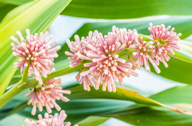 Bouquet of Queen of Dracaenas flower, with blurred yellow and green leaves background.