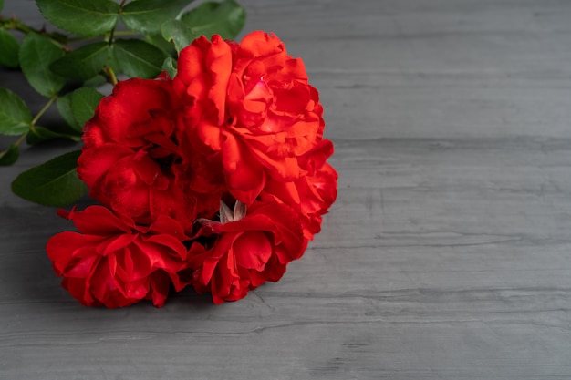 A bouquet of red blooming roses 