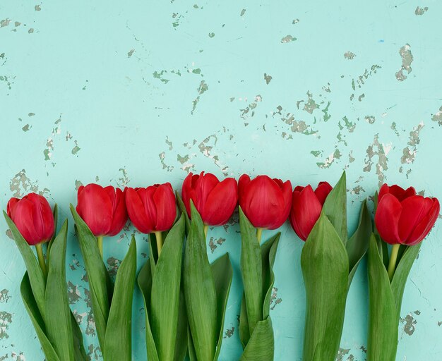 Bouquet of red blooming tulips with green stems and leaves