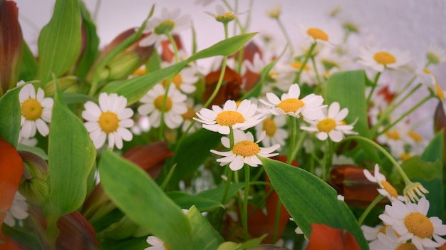 Bouquet of red flowers and chamomile