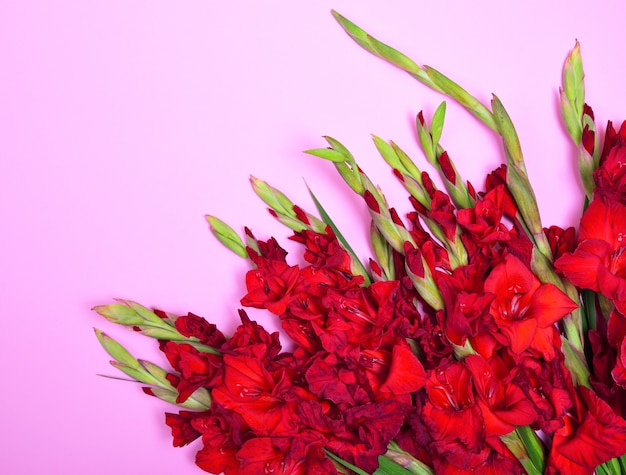 Bouquet of red gladiolus 