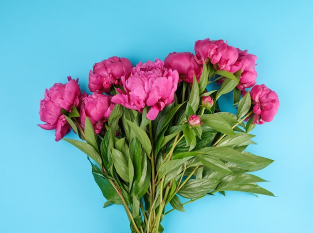 Photo bouquet of red peonies with green leaves on a blue background