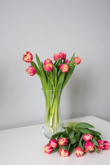 A bouquet of red peony tulips stand in a vase Early varieties of tulips