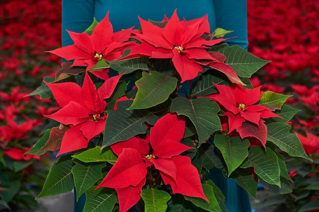 Букет красных цветов пуансеттии, иначе называемых рождественской звездой или звездой варфоломея, в женских руках на фоне плантации других таких растений.