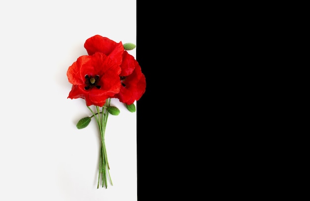 Bouquet of red poppies on a black and white background postcard in the style of minimalism place for text closeup