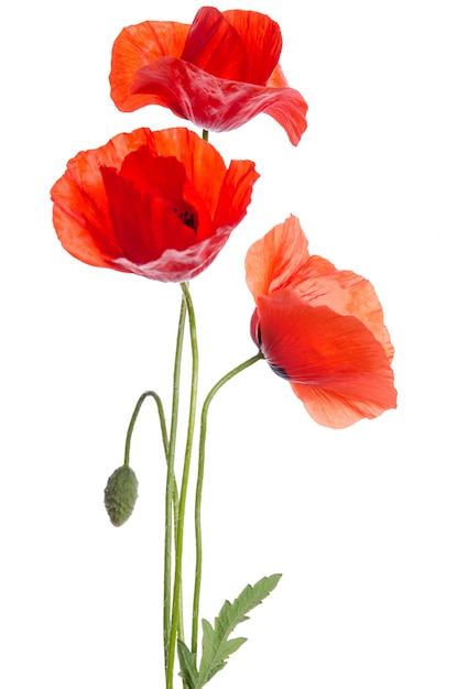 bouquet of red poppies isolated on white .