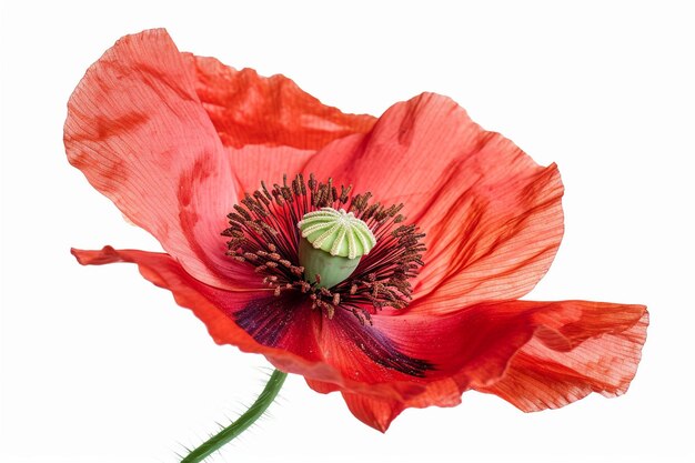 Bouquet of red poppies isolated on white