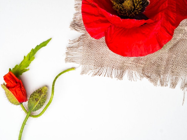 Bouquet of red poppies on a white background Wild flowers