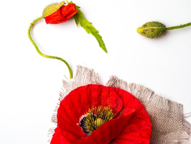 Photo bouquet of red poppies on a white background wild flowers