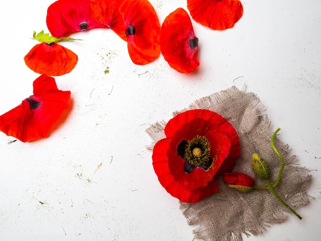 Bouquet of red poppies on a white Wild flowers