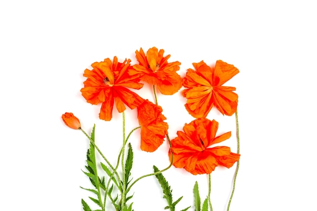 Bouquet of red poppy flowers isolated on white background