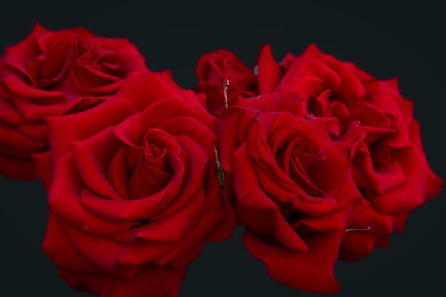 Bouquet of red roses on a black background Abstraction Card