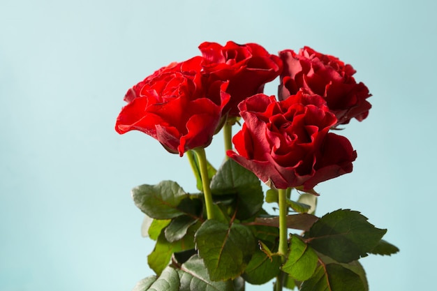 Bouquet of red roses on blue