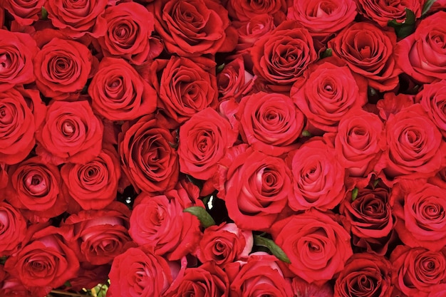 Bouquet of red roses Fresh red rose flower on rose petal background