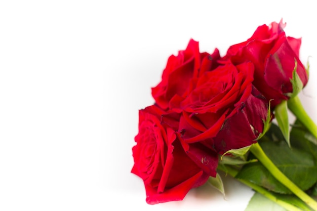 Bouquet of red roses isolated on white background Space for text Design element for greeting cards banner or poster