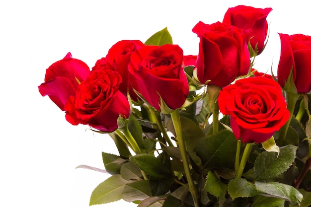 Bouquet of red roses on white backround.