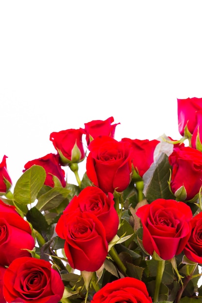 Bouquet of red roses on white backround.