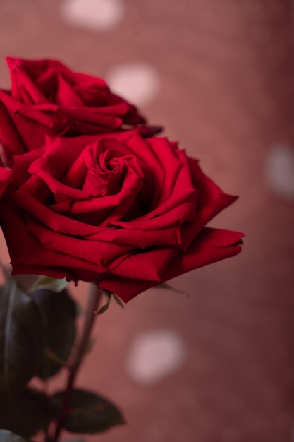 Bouquet of red roses